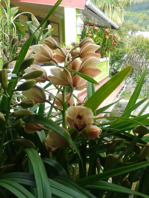 Chambres D'Hotes L'Orchidee Rose Salazie Exteriör bild