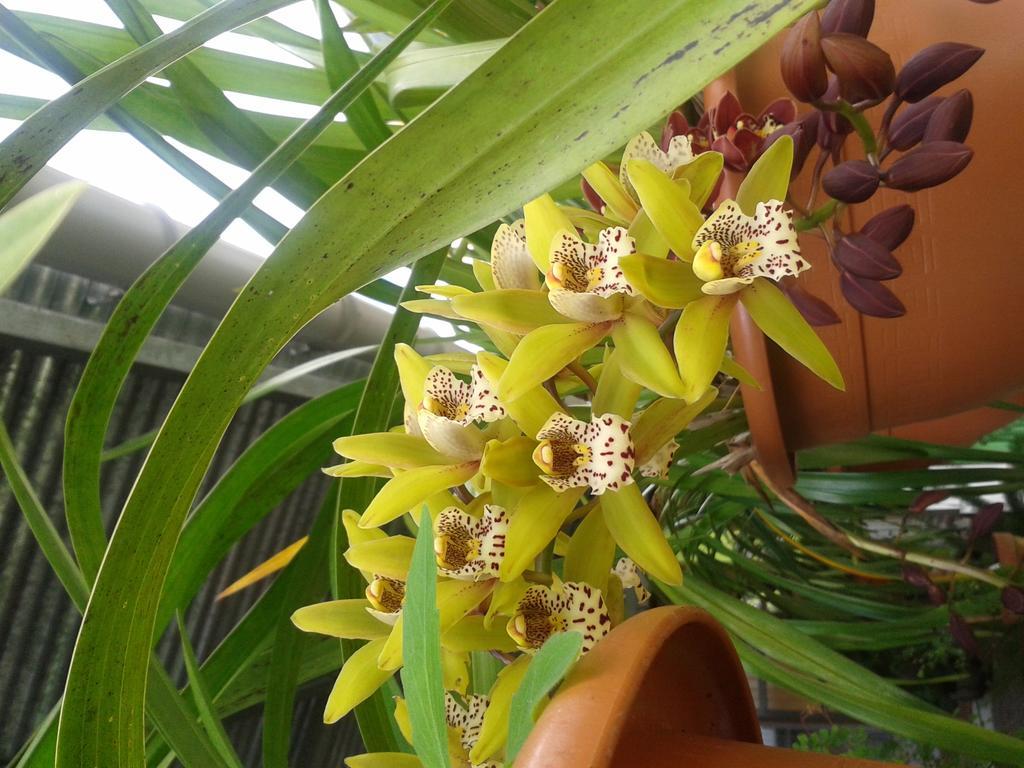 Chambres D'Hotes L'Orchidee Rose Salazie Exteriör bild